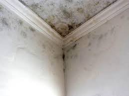 Best Mold Damage Restoration  in Union Springs, AL